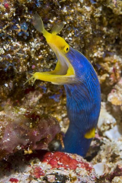 Indonesia, Suangi Island Colorful ribbon eel